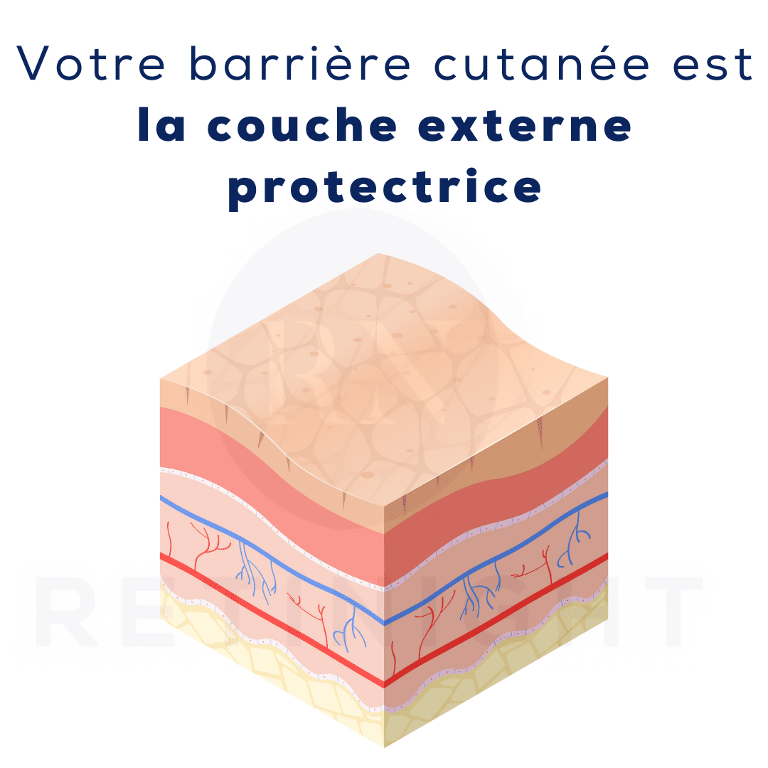 Le figuier de Barbarie contient des antioxydants tels que la vitamine C et la vitamine E, qui aident à combattre les radicaux libres et à réduire les dommages cellulaires, aidant ainsi à diminuer l'apparence des signes de vieillissement tels que les rides et les ridules.