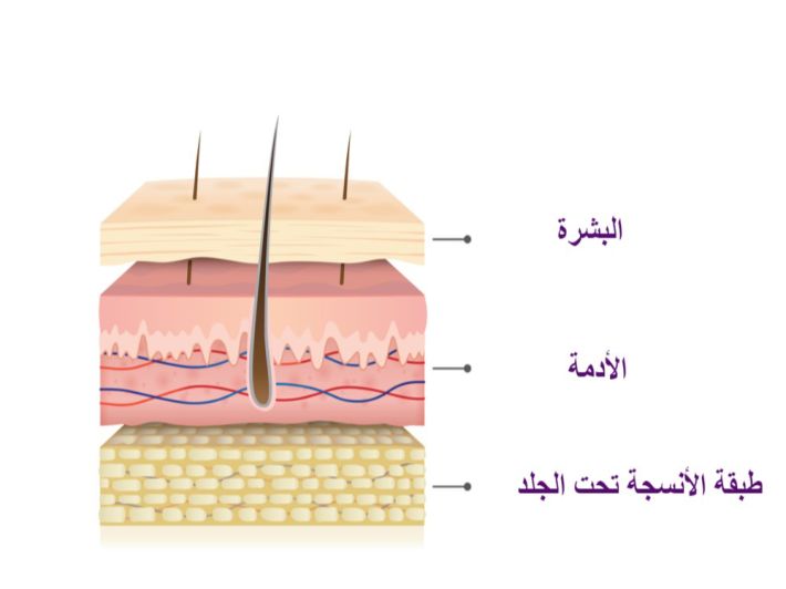 Exfoliation des cellules anciennes : Le processus commenceThe skin cell renewal cycle consists of several steps:

    Exfoliation of old cells: The process begins with the exfoliation of old cells from the skin's surface. This occurs naturally through a process called desquamation, where dead skin cells are shed to make way for new cells.

    Cell renewal: After exfoliating old cells, new cells start to grow and renew to replace the ones that have been shed.

    Formation of collagen and elastin: As the skin renews itself, it also produces collagen and elastin, which help maintain the skin's elasticity and youthfulness.